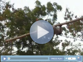 Small Boy walking on rope during Shilpgram Festivall, Udaipur.